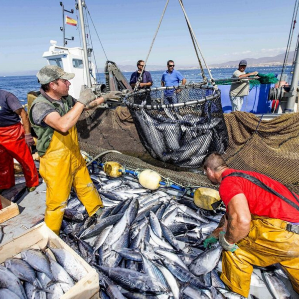 Trabajo en Alaska en los Barcos Pequeros de Empresa de Pescado, Salmon y Otros Mariscos