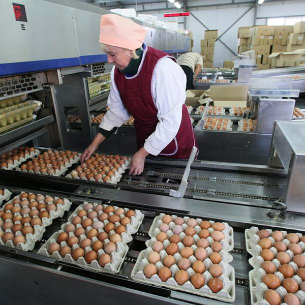 Trabajo en Granja de Huevos Organicos Ecológicos en Estados Unidos